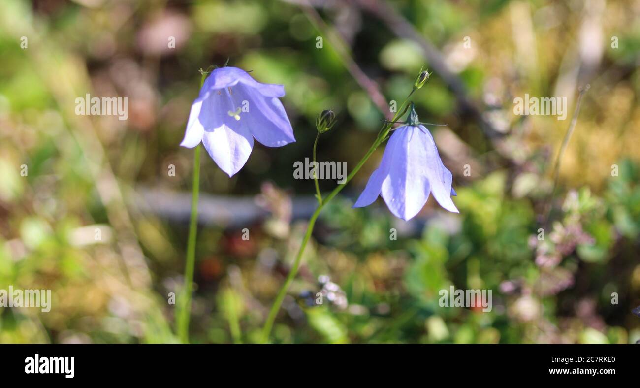 Gros plan de Campanula rotundifolia, le habell, le bluebell écossais, ou bluebell d'Écosse Banque D'Images