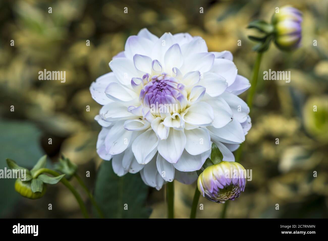 Blanc avec pétales violets Dahlia tête de fleur dans un jardin anglais. Banque D'Images