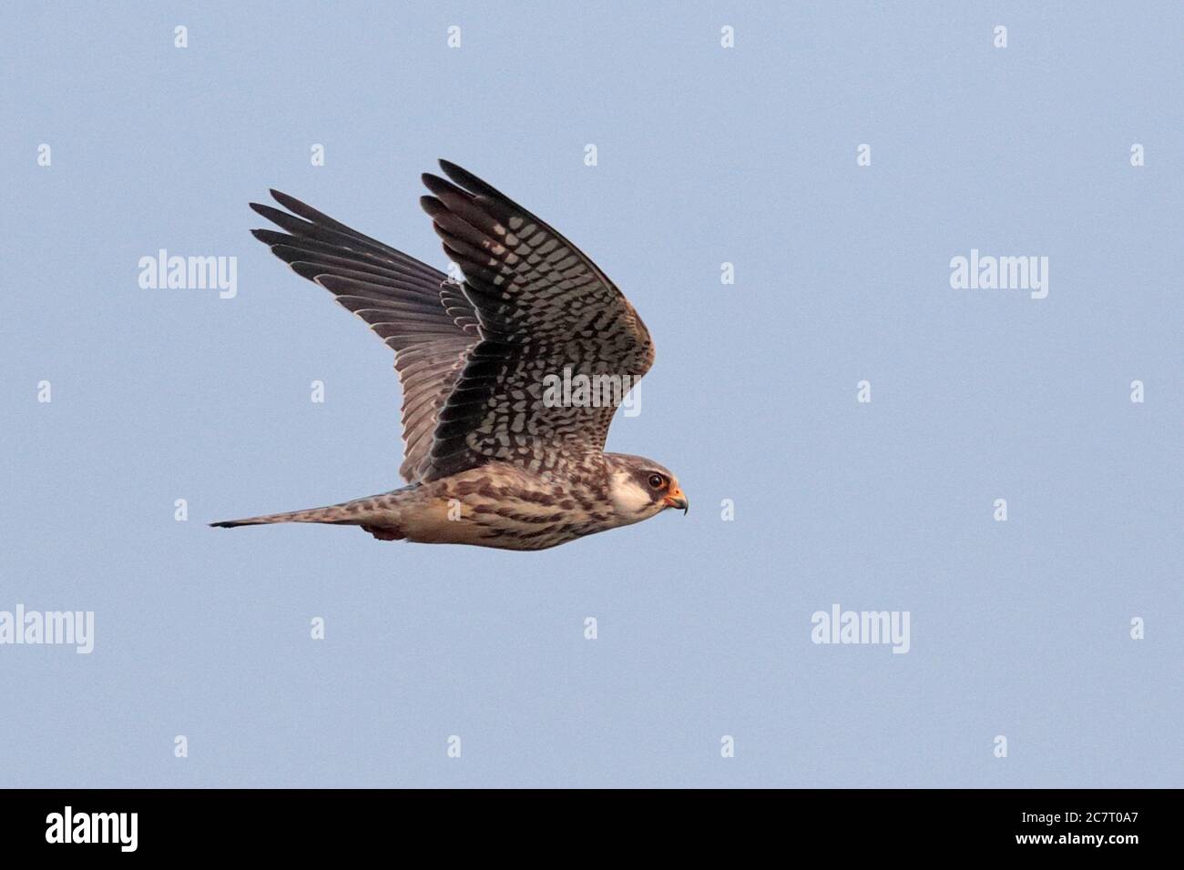 Amur Falcon (Falco amurensis), femelle en vol, vue latérale, Hong Kong, Chine 21 octobre 2019 Banque D'Images