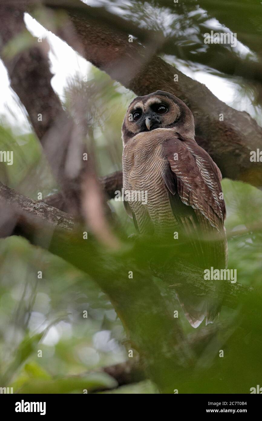 Brown Wood Owl (Strix leptogrammica) - Parc national Tai Lam, Hong Kong, Chine 26 novembre 2019 Banque D'Images