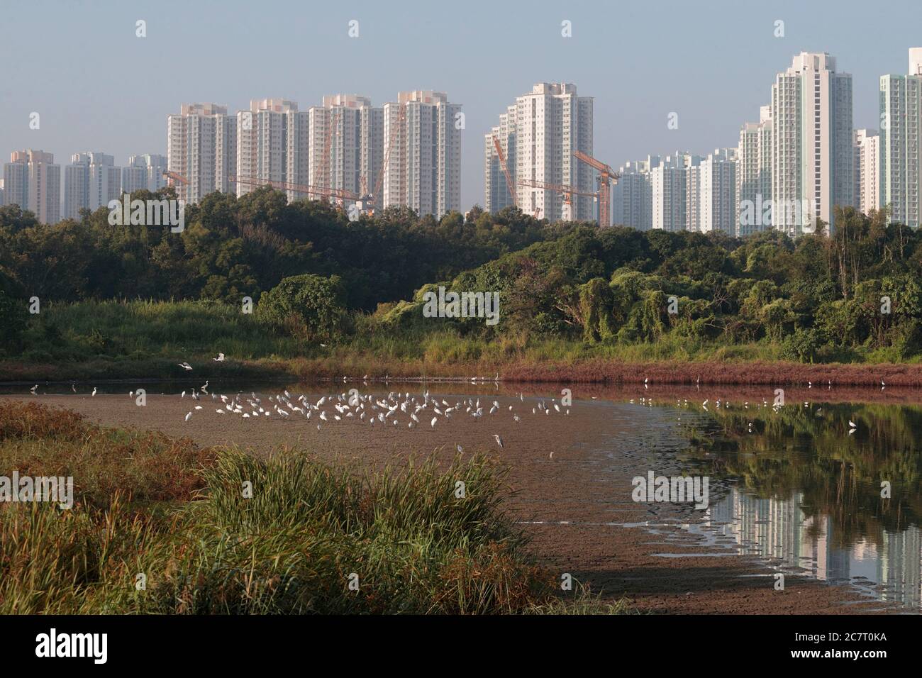 Bassin marécageux à Tsim BEI Tsui, les aigrettes et les bâtiments élevés de Tin Shui Wai en arrière-plan, Deep Bay, Hong Kong, Chine 10th nov 2019 Banque D'Images