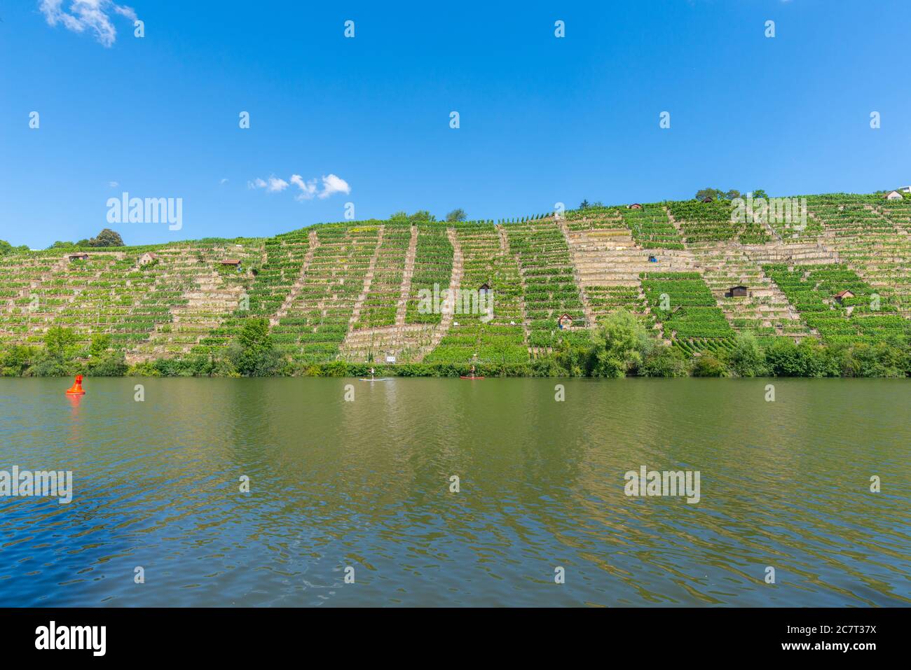 Vignobles de Stuttgart-Mühlhausen sur le Neckar, ville de Stuttgart, Bade-Wurtemberg, Allemagne du Sud, Europe centrale Banque D'Images