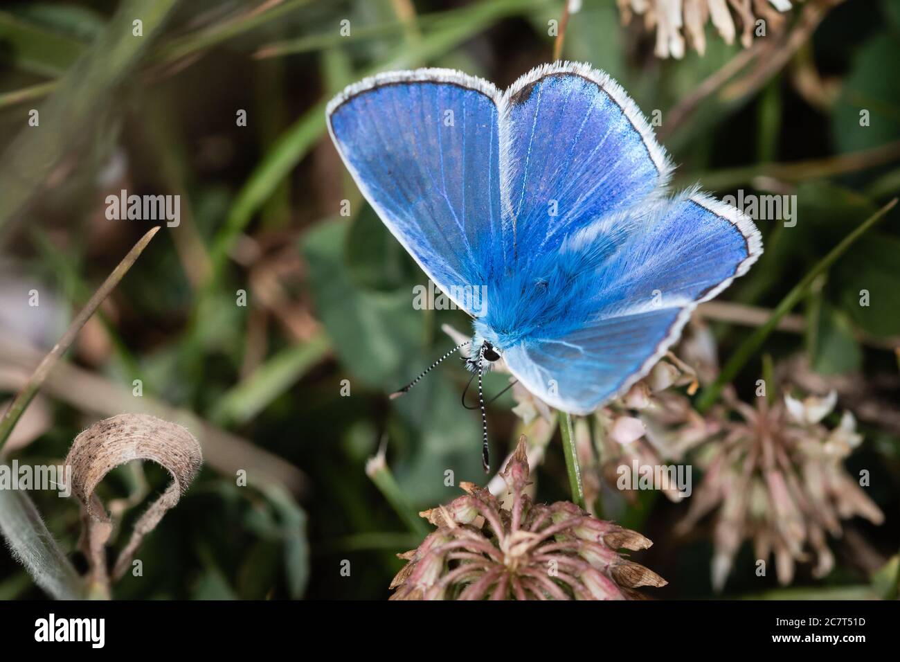 Un papillon bleu commun de couleur vive (Polyommatus icarus) se nourrit de la dernière des vieilles fleurs de trèfle Banque D'Images