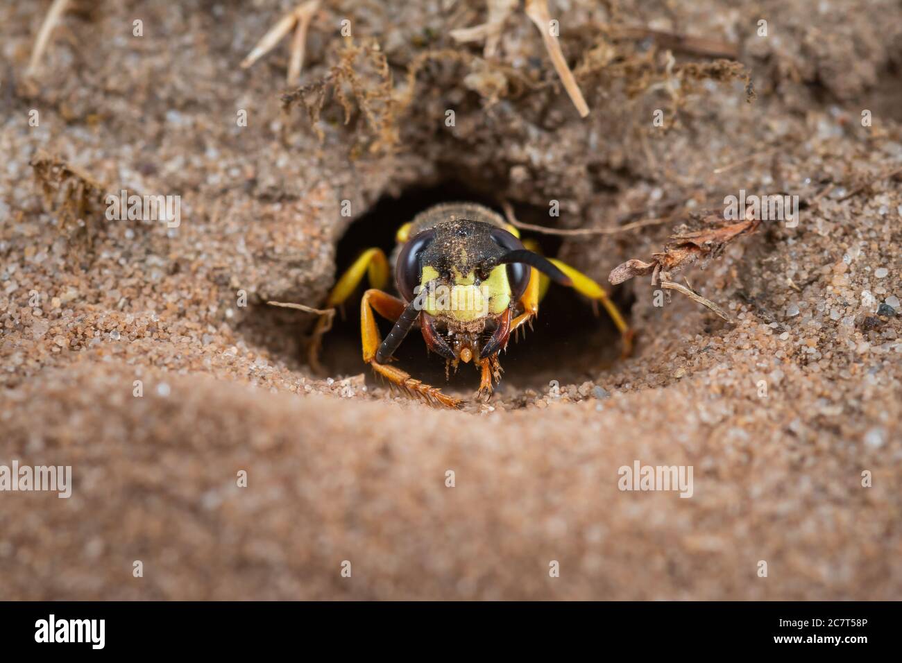 Gros plan d'une guêpe de Beewolf (Philanthus sp) émergeant de la terrier nouvellement creusé dans le sable Banque D'Images