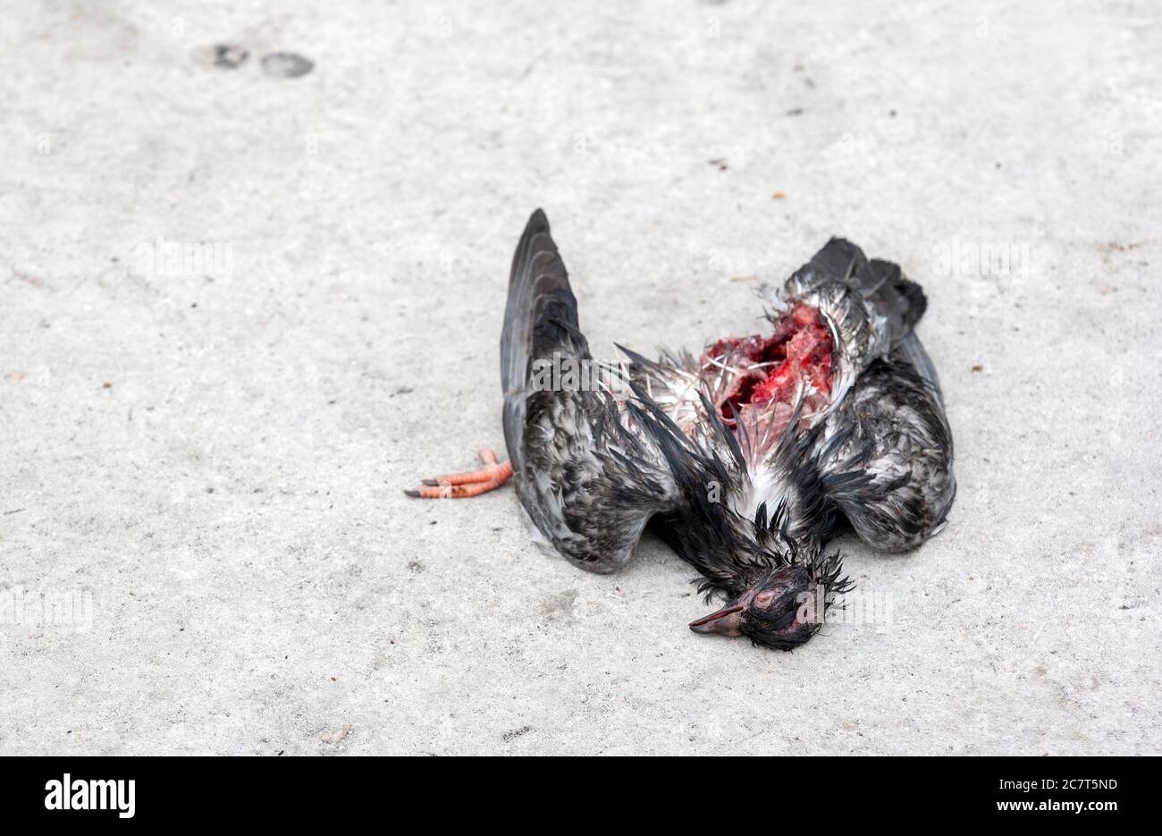 Mort, moitié mangé pigeon à Trafalgar Square, Westminster, Londres, Angleterre Banque D'Images