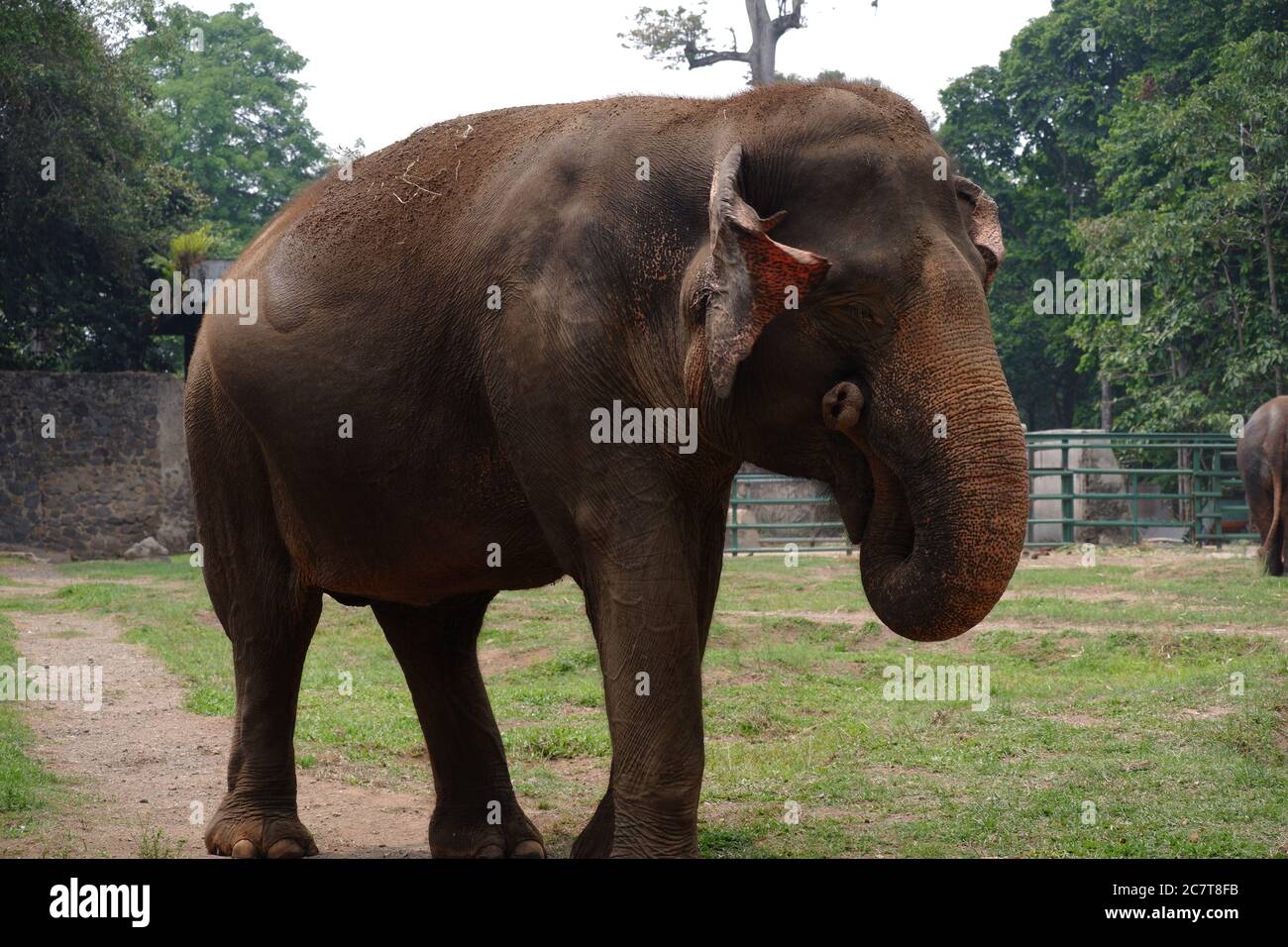 L'éléphant de Sumatra est l'une des trois sous-espèces reconnues de l'éléphant d'Asie, originaire de l'île indonésienne de Sumatra : Jakarta, Indonésie Banque D'Images