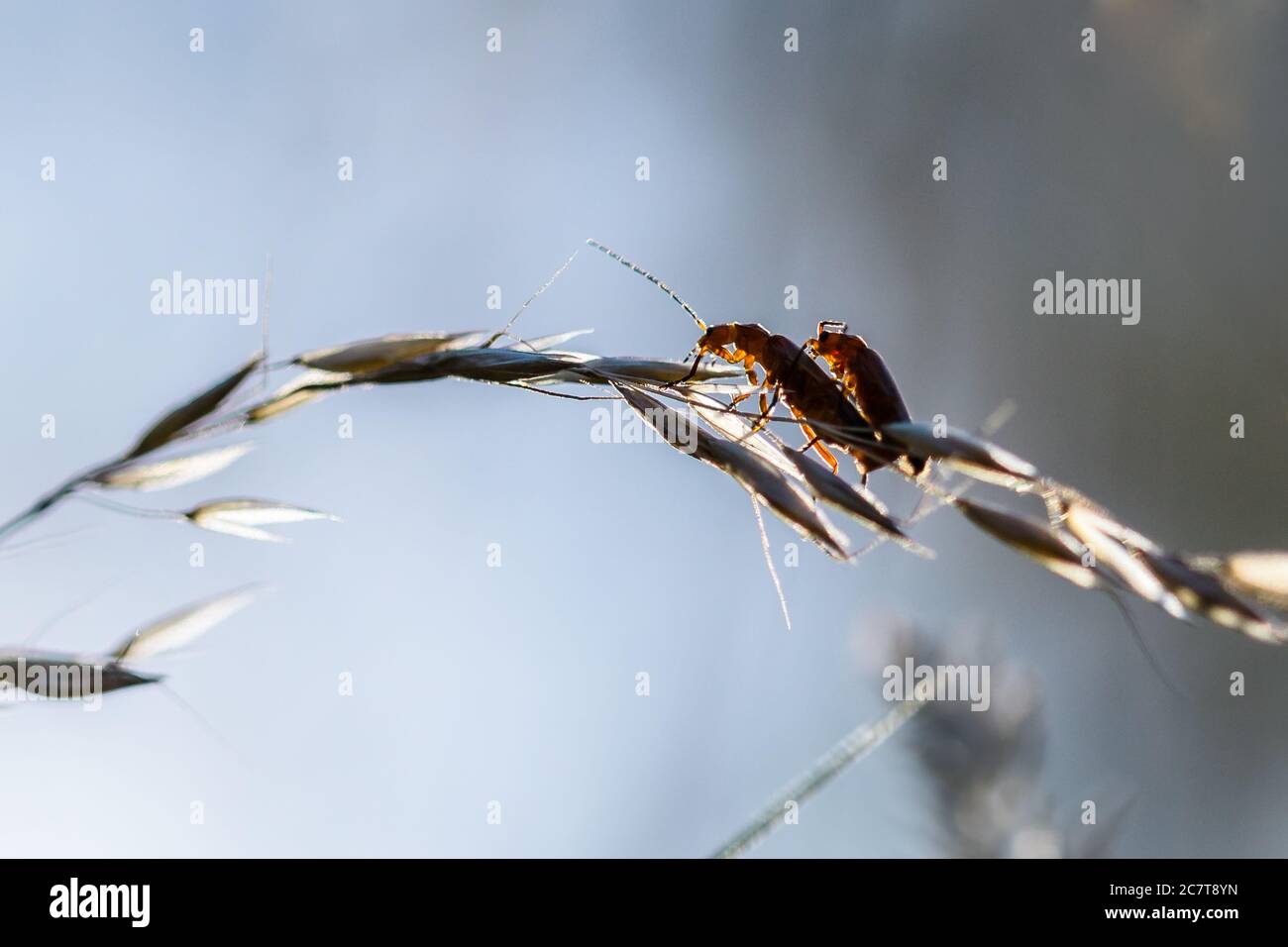 Une paire de coléoptères rouges communs (Rhagonycha fulva) s'appréciant ensemble tout en étant assis sur une tige d'herbe. Cela est rendu plus dramatique par le rétroéclairage du soleil couchant Banque D'Images