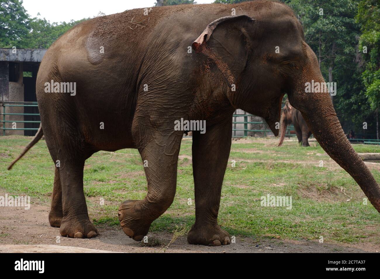 L'éléphant de Sumatra est l'une des trois sous-espèces reconnues de l'éléphant d'Asie, originaire de l'île indonésienne de Sumatra : Jakarta, Indonésie Banque D'Images