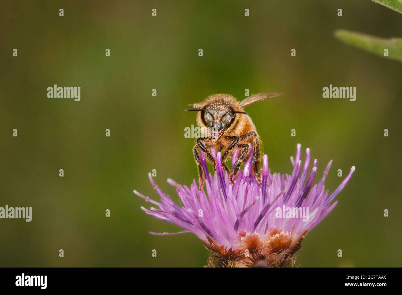 Photo montrant le visage d'une abeille recouverte de pollen utilisant le knaphweed de Norfolk Banque D'Images