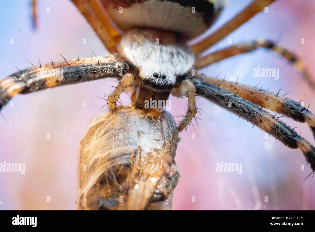 Image très rapprochée de l'araignée de guêpe (Argiope bruennichi) mangeant sa proie parmi les pinettes et les pules de la bruyère dans le Suffolk Banque D'Images