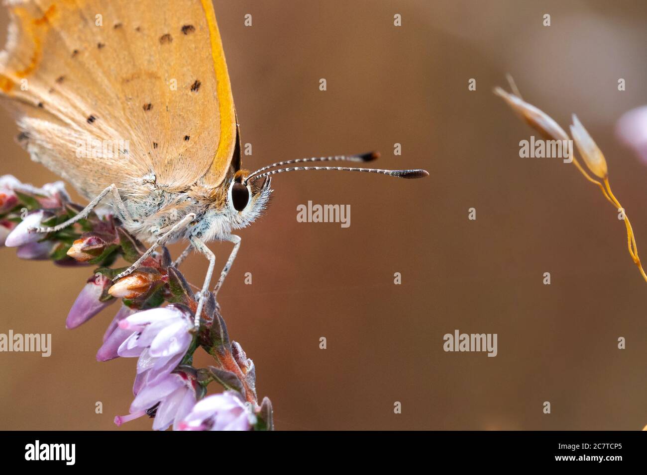 Gros plan d'un petit papillon en cuivre (Lycaena phlaeas) assis dans la bruyère de la lande de Breckland dans le Suffolk Banque D'Images