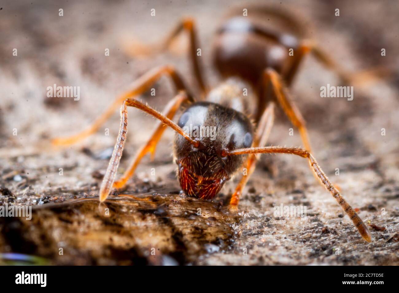 Gros plan d'un fourmi de bois (Formica sp) ayant une boisson rapide d'eau dans un fen dans Cambridgeshire à Woodwalton fen Banque D'Images