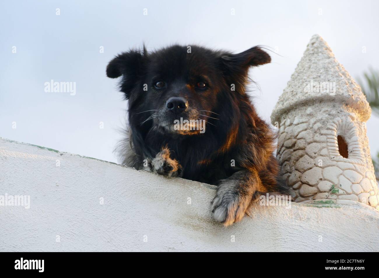 Photo photo photo d'un chien dans le vent Banque D'Images