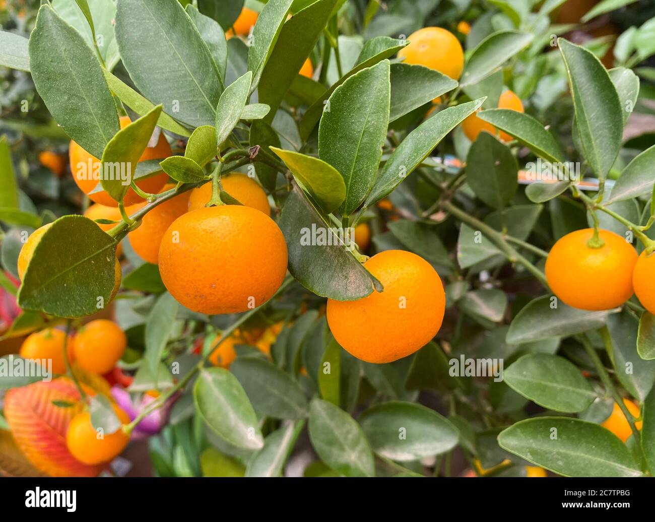 Vue sur les fruits calamansi de couleur orange mûre isolés sur l'arbre (Citrofortunella microcarpa, accent sur les fruits à gauche du centre) Banque D'Images