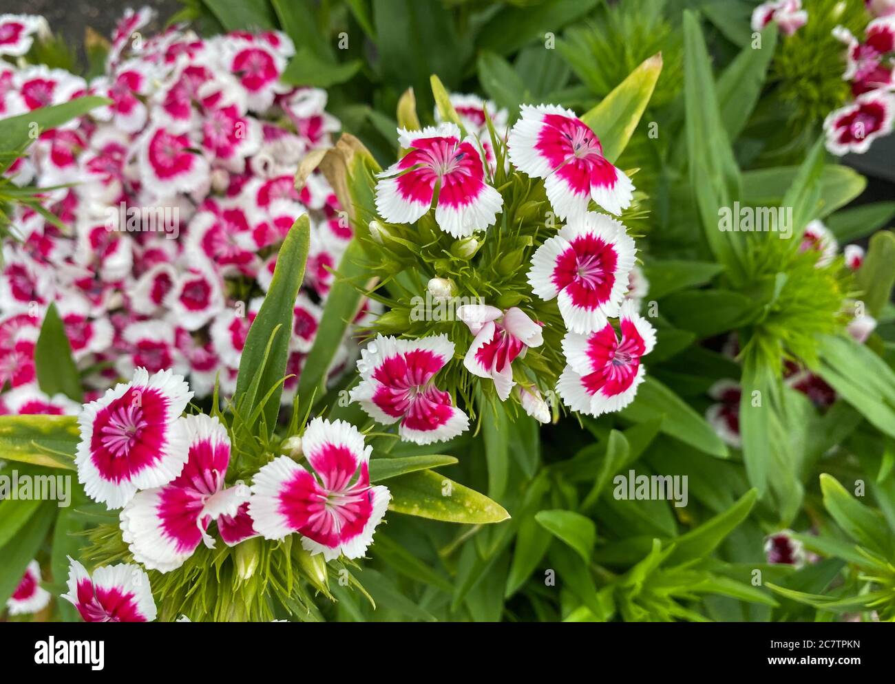 Vue du haut gros plan de belles fleurs blanches isolées (dianthus chinensis Rainbow rose) avec des feuilles vertes Banque D'Images