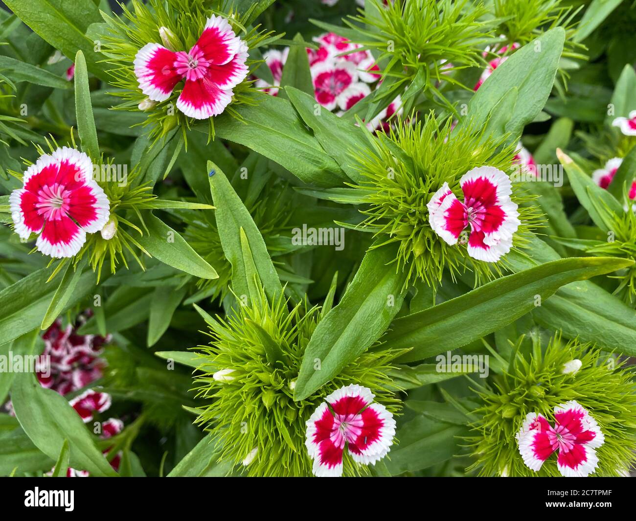 Vue du haut gros plan de belles fleurs blanches isolées (dianthus chinensis Rainbow rose) avec des feuilles vertes Banque D'Images