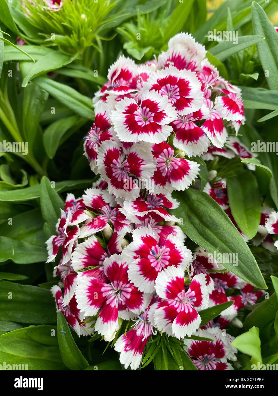 Vue du haut gros plan de belles fleurs blanches isolées (dianthus chinensis Rainbow rose) avec des feuilles vertes Banque D'Images
