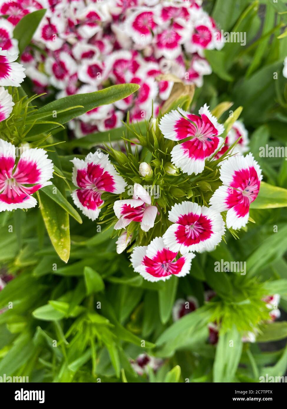 Vue du haut gros plan de belles fleurs blanches isolées (dianthus chinensis Rainbow rose) avec des feuilles vertes Banque D'Images