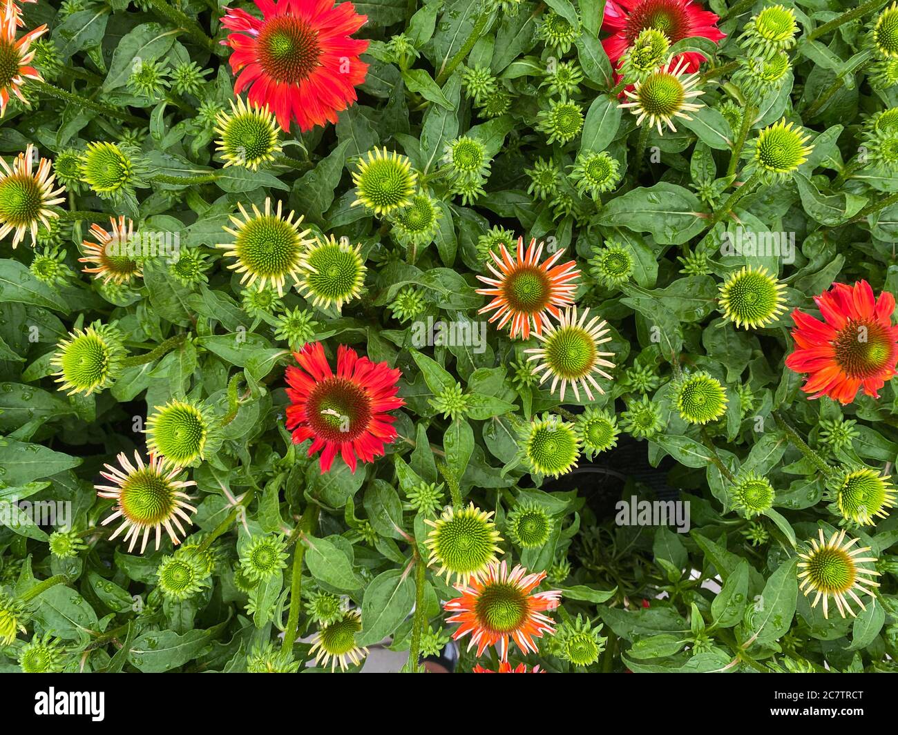 Vue de dessus sur les fleurs d'échinacée rouge isolées avec des feuilles vertes Banque D'Images