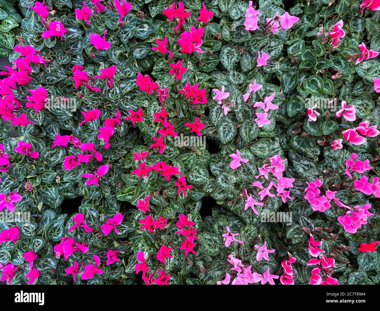Vue de dessus sur les innombrables fleurs de cyclamen rouge et violet isolées avec des feuilles vertes Banque D'Images