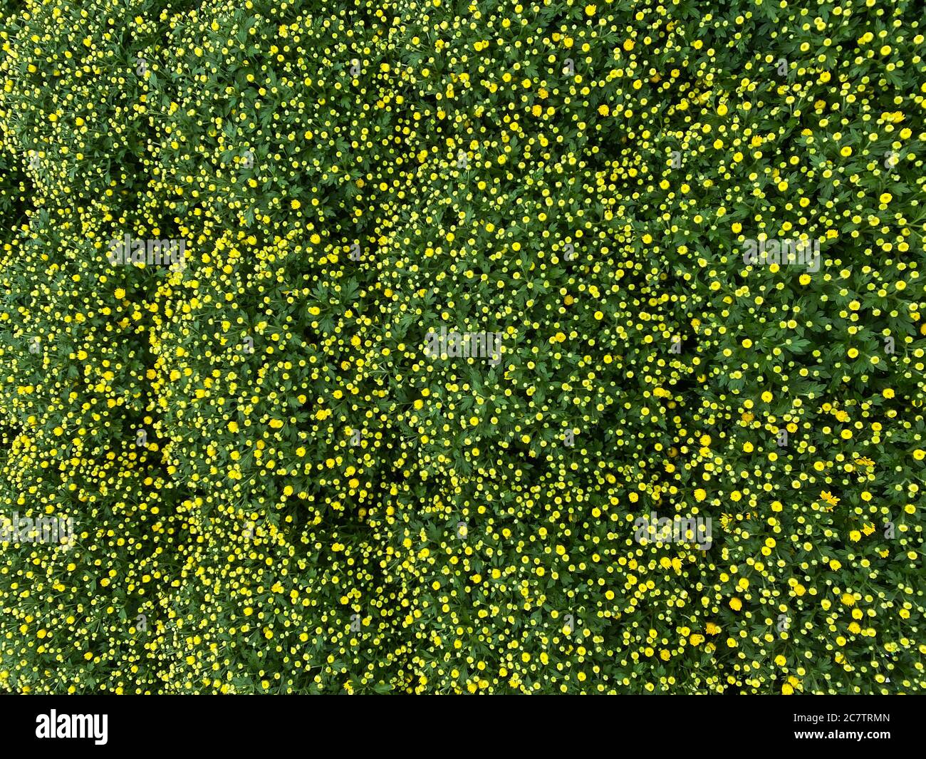 Vue de dessus sur les fleurs isolées de chrysantemum avec des plantes vertes Banque D'Images
