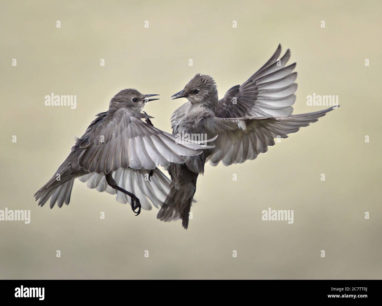 Deux jeunes, les Étourneaux Sturnus vulgaris, de se quereller, Lancashire, UK Banque D'Images