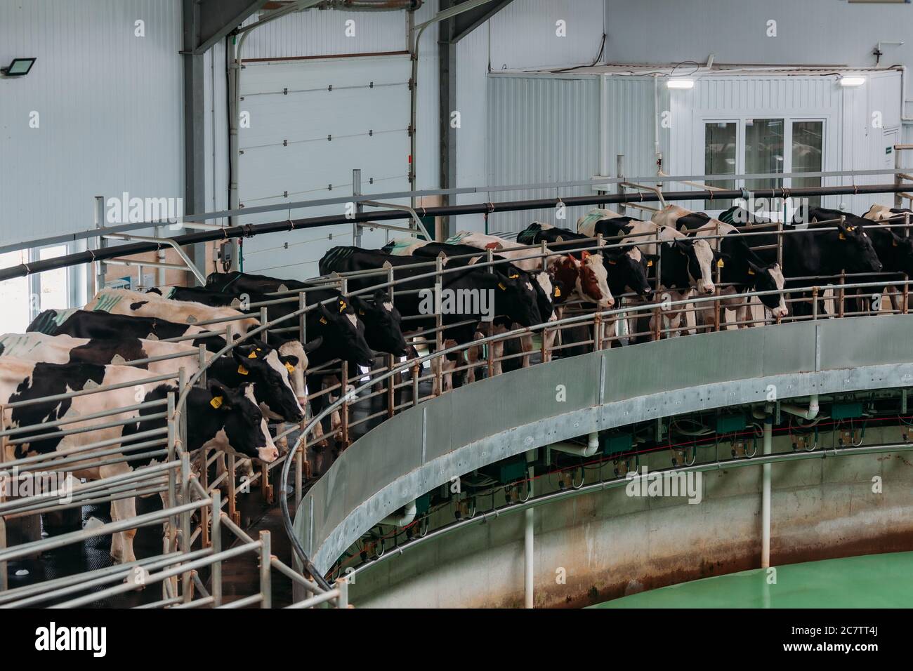 Traite les vaches par système rotatif automatique de traite industriel dans moderne ferme de journaux Banque D'Images