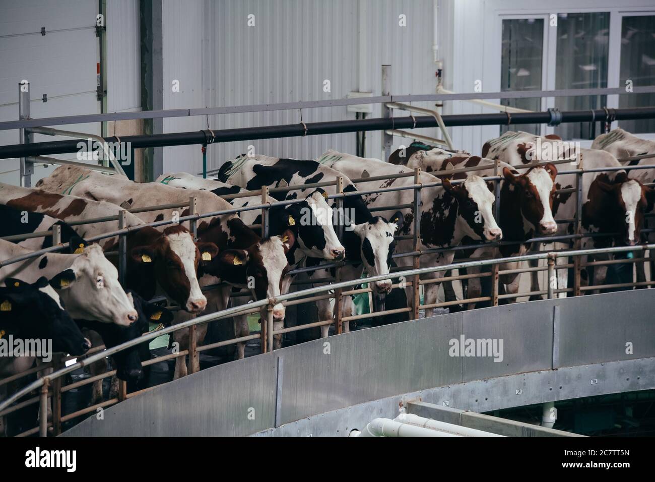 Traite les vaches par système rotatif automatique de traite industriel dans moderne ferme de journaux Banque D'Images