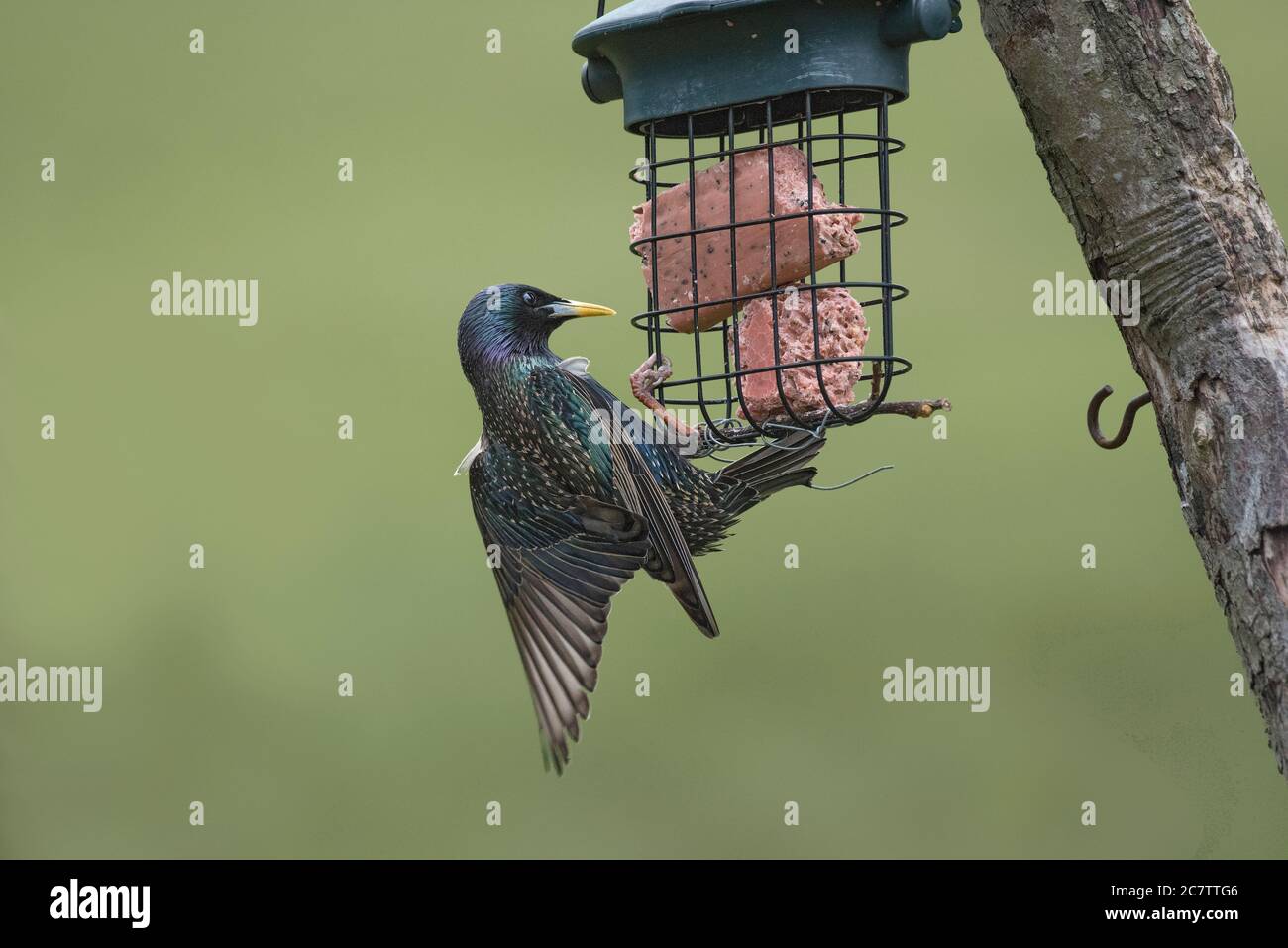 Starling, Sturnus vulgaris, manger un bloc de graisse de la mangeoire de jardin, Lancashire, Royaume-Uni Banque D'Images