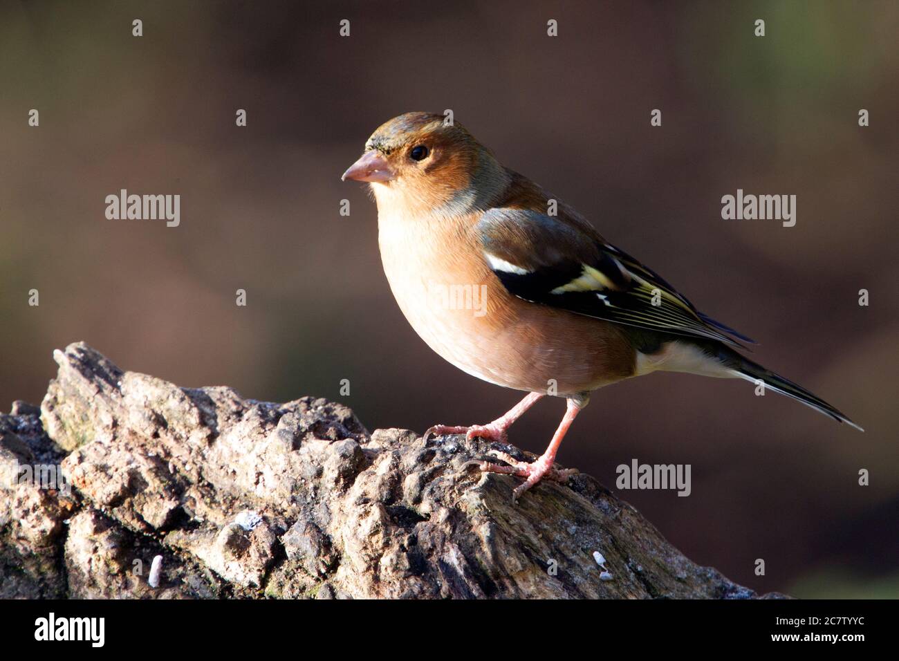 Chaffin commun mâle (Fringilla coelebs) perché sur une souche d'arbre dans le Northamptonshire, Royaume-Uni. Banque D'Images