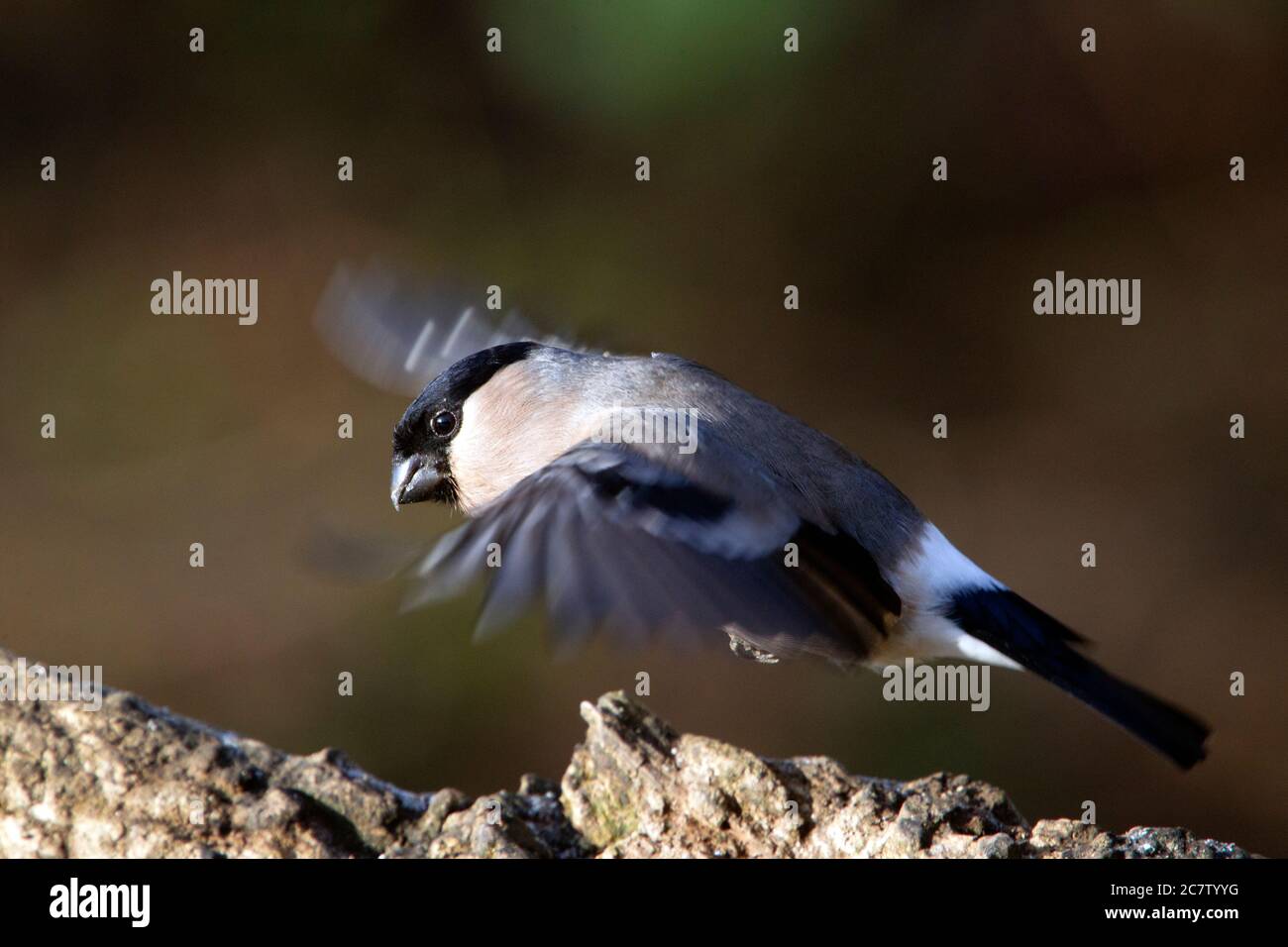 Des femelles de la région eurasienne de la bullfinch (Pyrrhula pyrrhula) planant sur une souche d'arbre dans le Northamptonshire, au Royaume-Uni. Banque D'Images