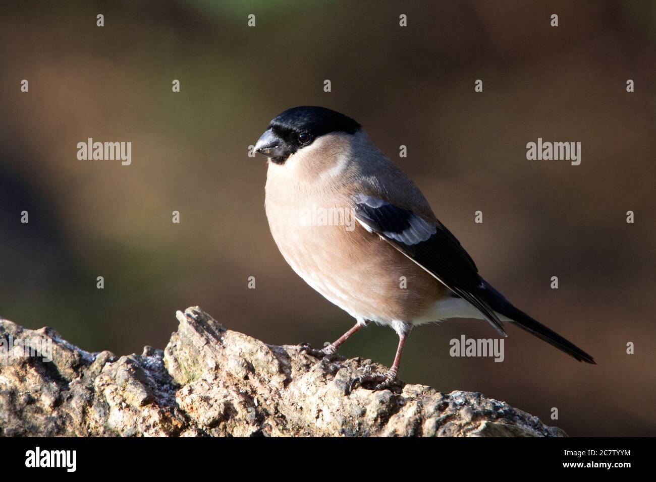 Femelle de la bullfinch eurasienne (Pyrrhula pyrrhula) se nourrissant en se tenant debout sur une souche d'arbre dans le Northamptonshire, Royaume-Uni. Banque D'Images