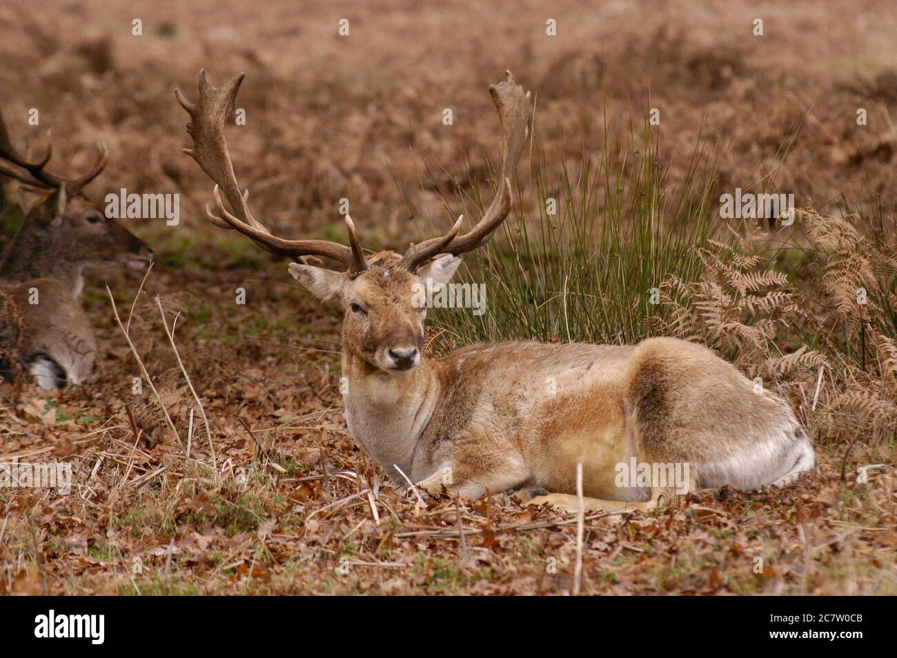 Deer Richmond Park Surrey Royaume-Uni Banque D'Images