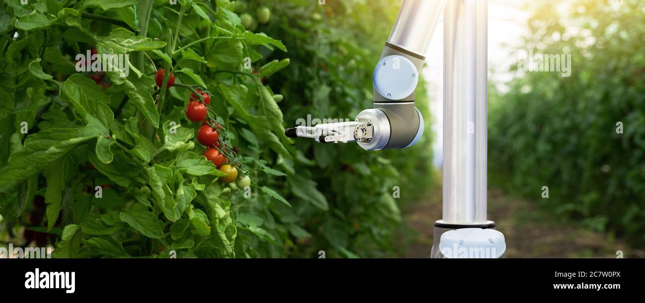 Robot travaille en serre avec des tomates. Agriculture intelligente et agriculture numérique 4.0 Banque D'Images