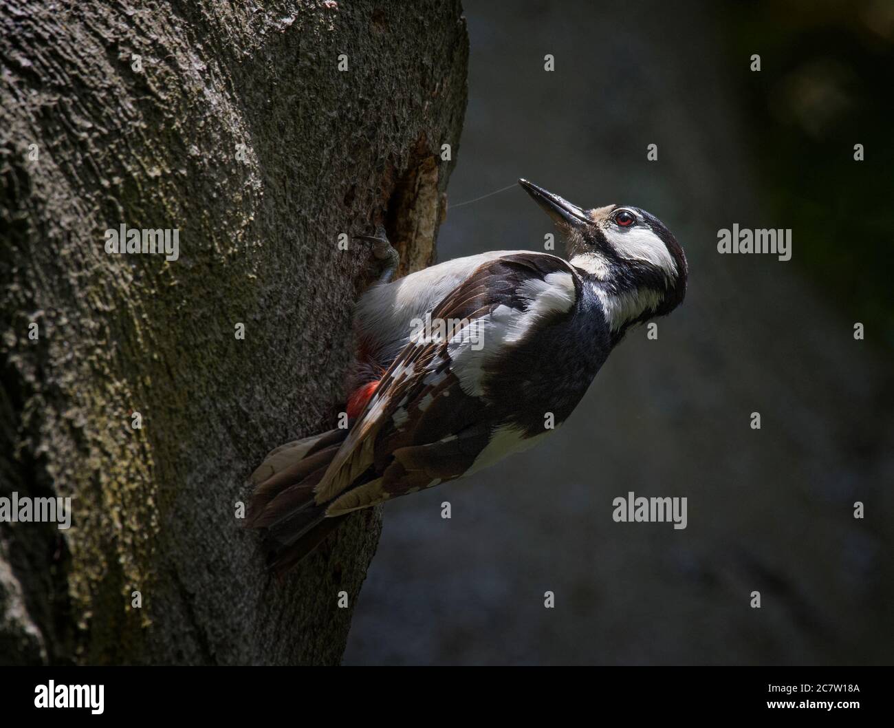 Grand pic à pois, Dendrocopos Major, sur un tronc d'arbre, trou de nid extérieur, Lancashire, Royaume-Uni Banque D'Images
