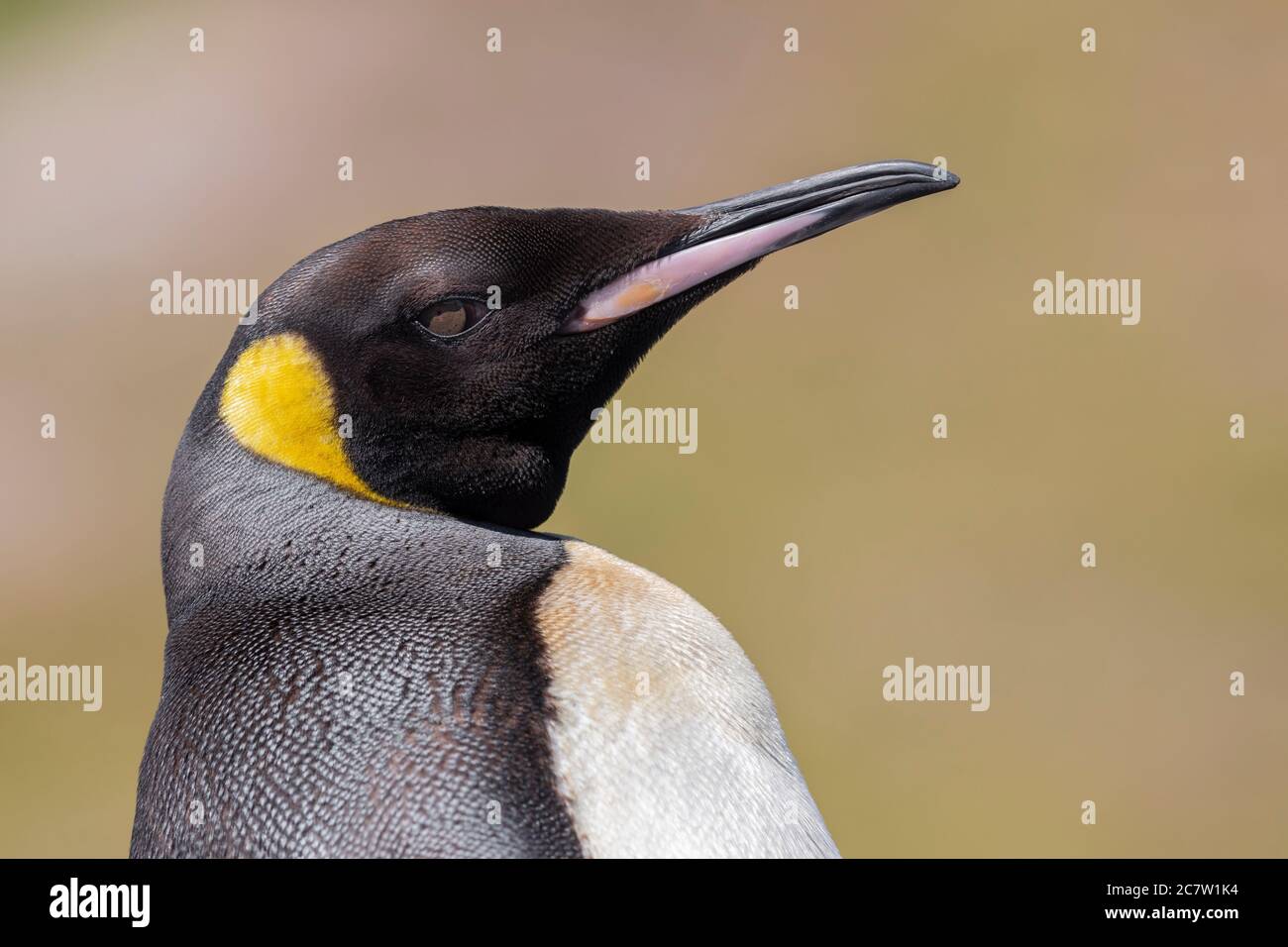 Penguin royal (Aptenodytes patagonicus), gros plan d'un adulte, Cap occidental, Afrique du Sud Banque D'Images