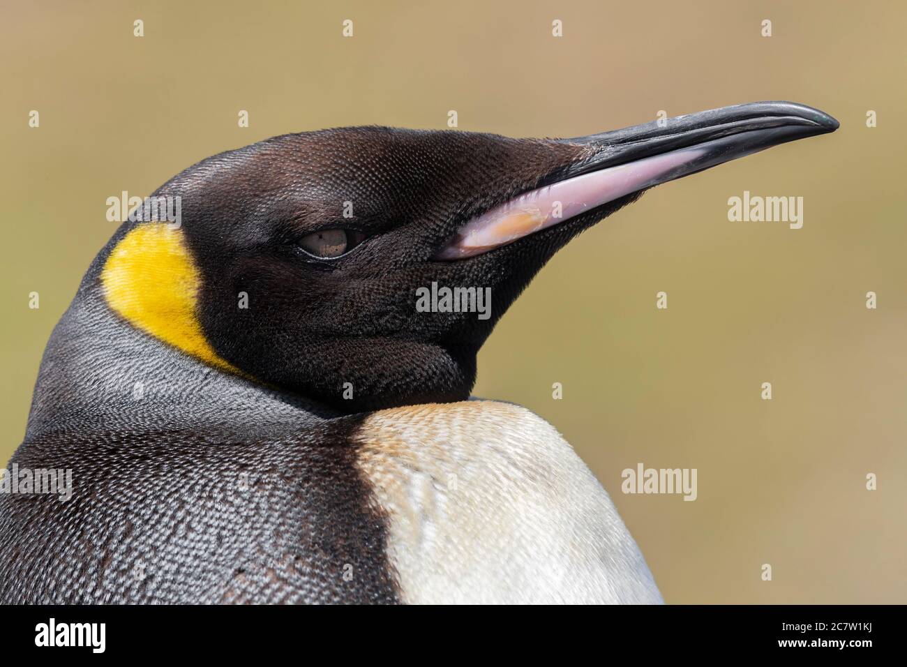 Penguin royal (Aptenodytes patagonicus), gros plan d'un adulte, Cap occidental, Afrique du Sud Banque D'Images