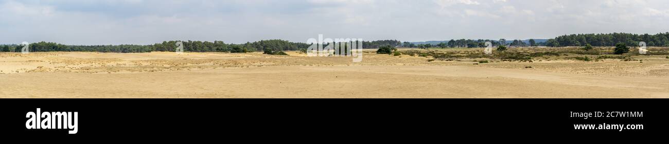 Vue panoramique sur un sable désertique entouré d'arbres Banque D'Images