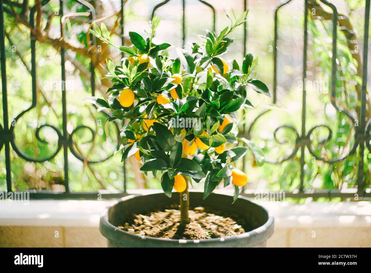 Kumquat dans une casserole avec des fruits jaunes. Banque D'Images