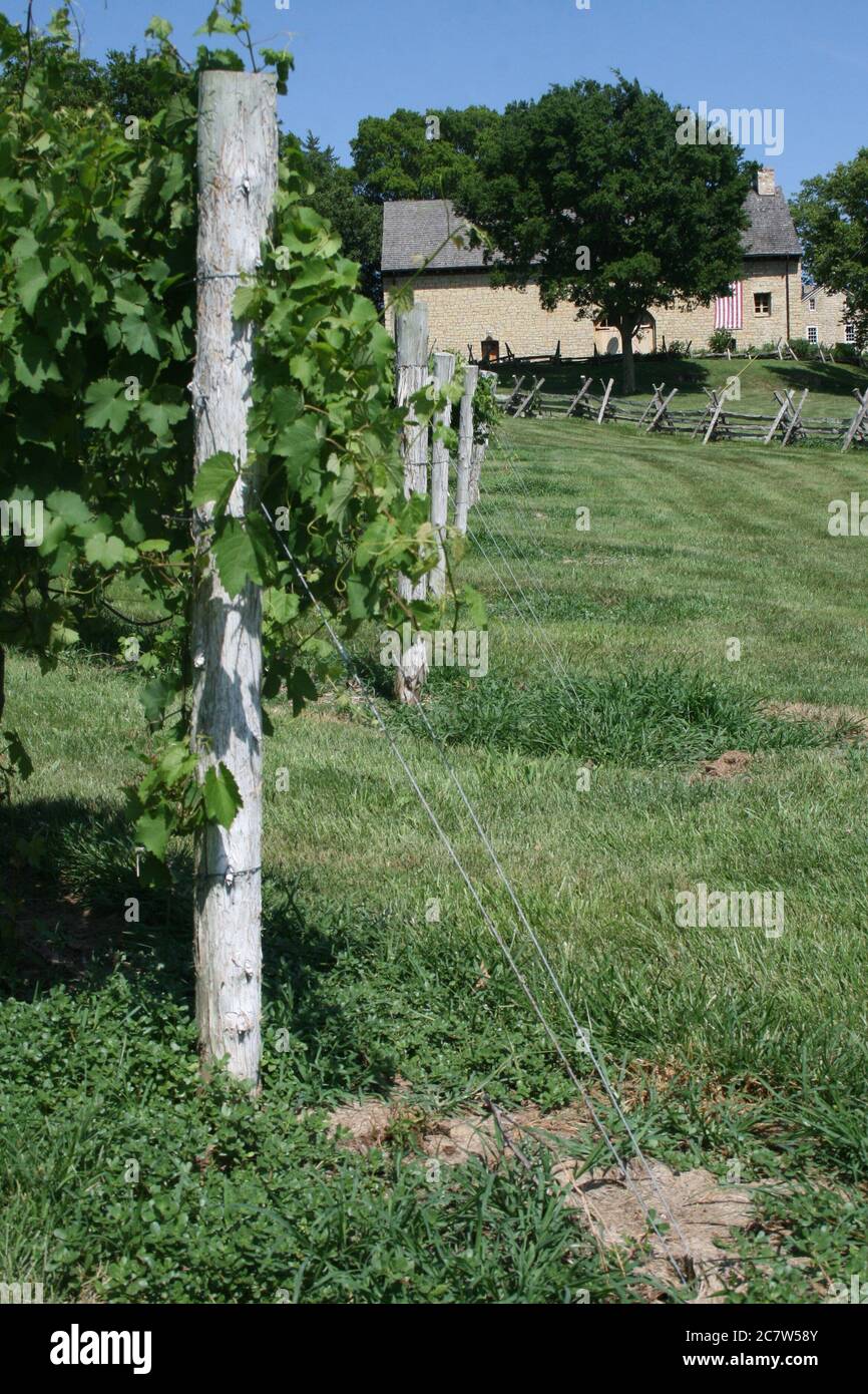 Bryn Mawr petit vignoble de Femme Osage, Missouri. Le vignoble a une sensation coloniale. Banque D'Images