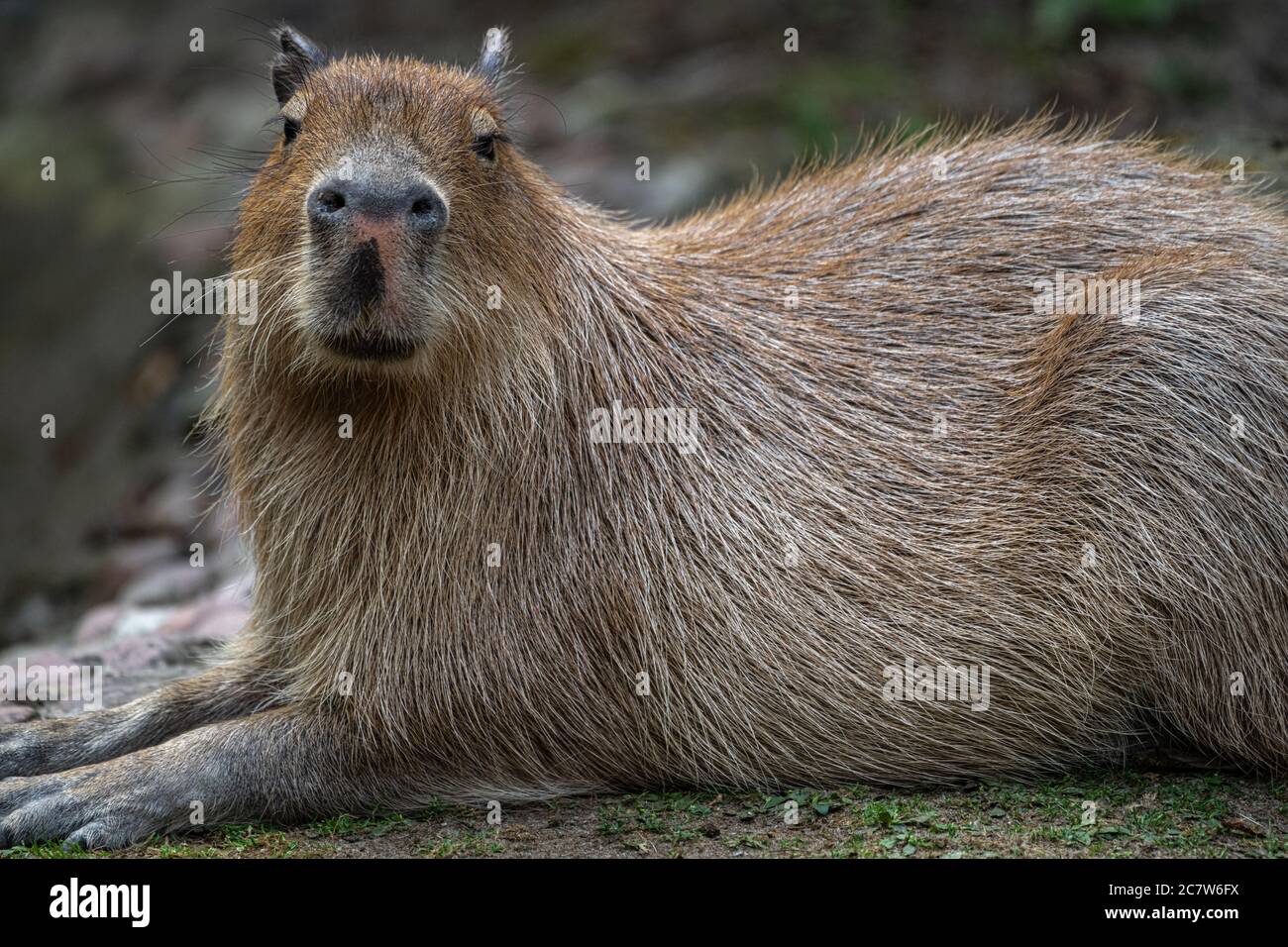 Capybara ou Carpincho (Hydrochoerus hydrochaeris) Banque D'Images