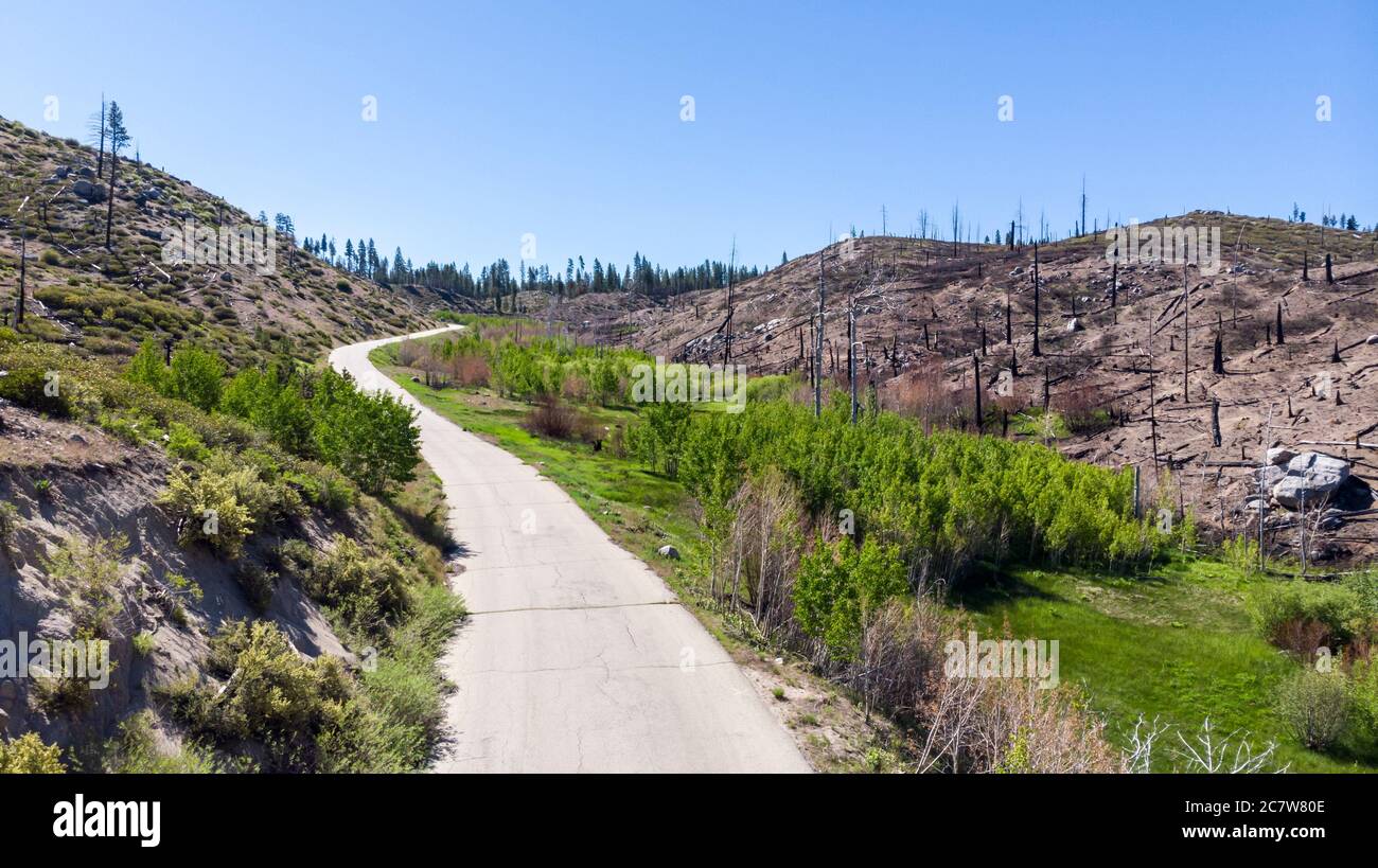 Photo de drone sur la récupération de la zone forestière arbres verts de prairie et buissons brûlés par feu de forêt Banque D'Images