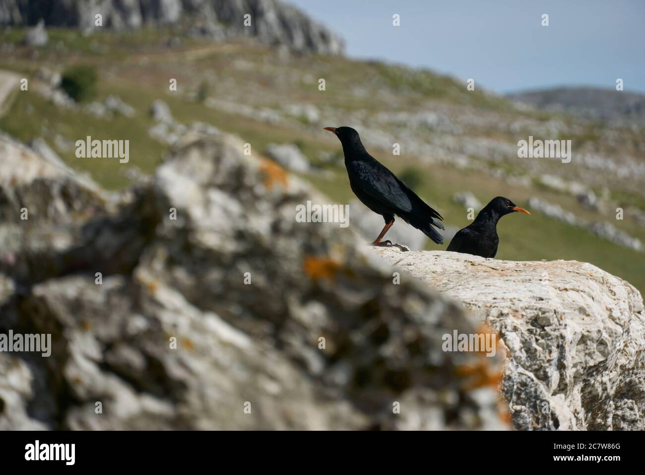 Gout à bec rouge (Pyrrhocorax pyrrhocorax) dans le sud de l'Espagne. Grenade Banque D'Images