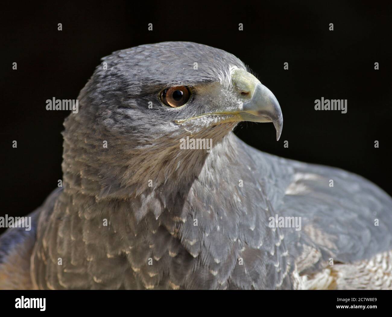 Eagle/Black-Chested chilien Eagle Buzzard chilien/Aigle Bleu/Gris Eagle Buzzard (geranoaetus melanoleucus) Banque D'Images