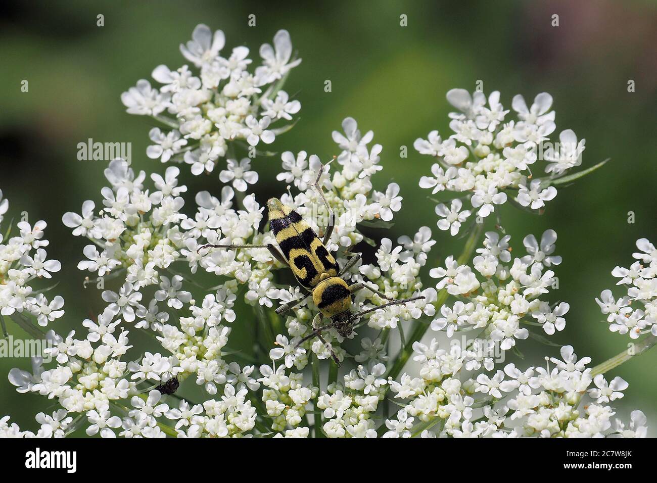 Bois de raisin, Widderbock variable, Veränderliche Widderbock, Chlorophorus varius, dísses darázscincér Banque D'Images