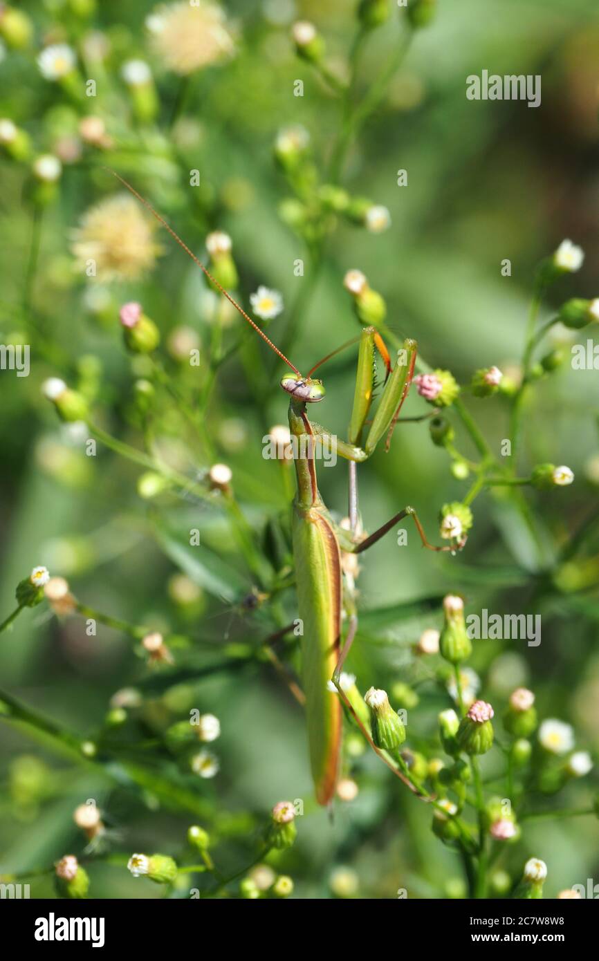 Mante religieuse européenne, Mantis religiosa, Europäische Gottesanbeterin, Mante religieuse, Mantis religiosa, imádkozó sáska, Banque D'Images