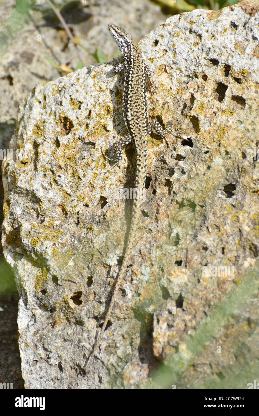 Lézard de mur commun, lézard de mur européen, Mauereidechse, Lézard des murailles, Podarcis muralis, fali gyík, Budapest, Hongrie, Magyarország, Europe Banque D'Images