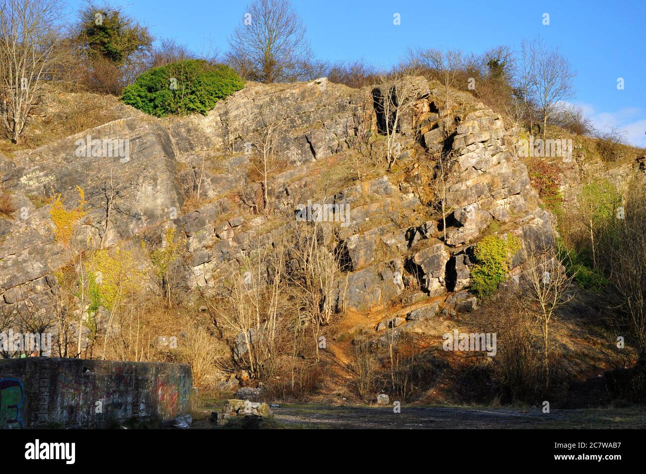 Arbres qui poussent sur les strates inclinées dans une carrière de calcaire désutilisée sur les collines de Mendip, dans le Somerset.UK Banque D'Images