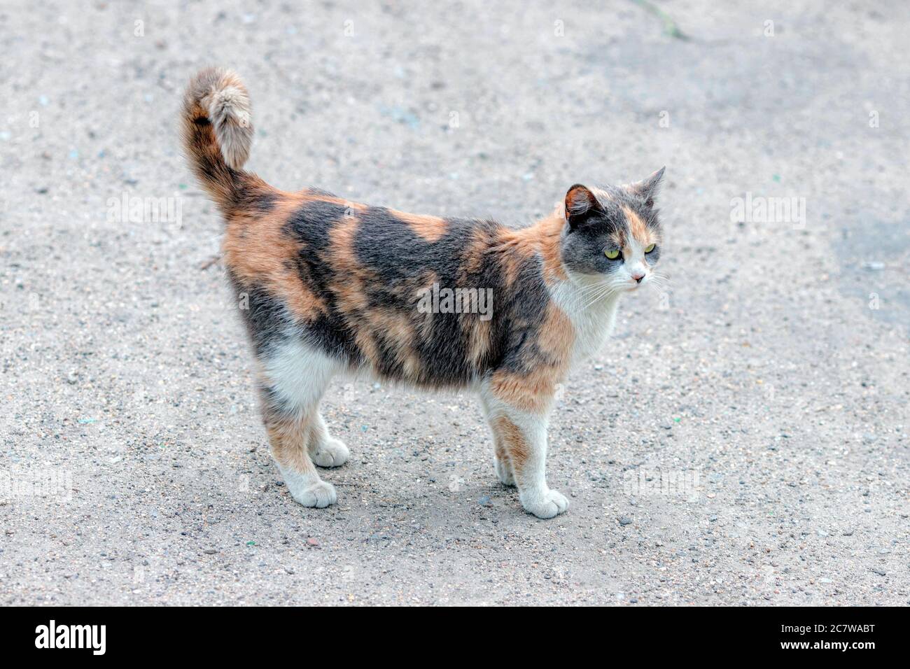 Chat sauvage de tortoiseshell debout sur le sol. Arrière-plan Cat Banque D'Images