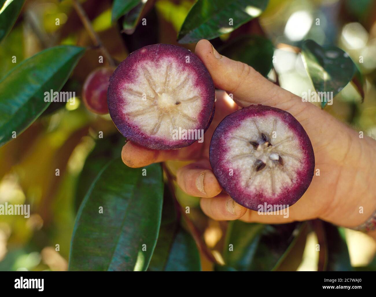 Un pomme de pomme à main coupé et tenu à côté de l'arbre Banque D'Images